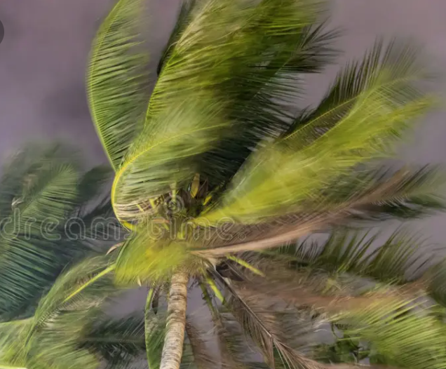 Image of a Palm Tree being blown around by a strong wind